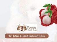 Can Golden Doodle Puppies Eat Lychee? Unveiling the Facts and Considerations