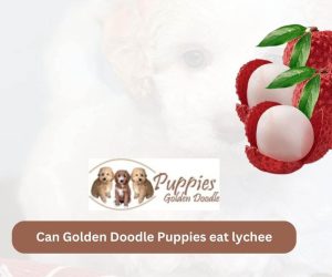 Can Golden Doodle Puppies Eat Lychee? Unveiling the Facts and Considerations