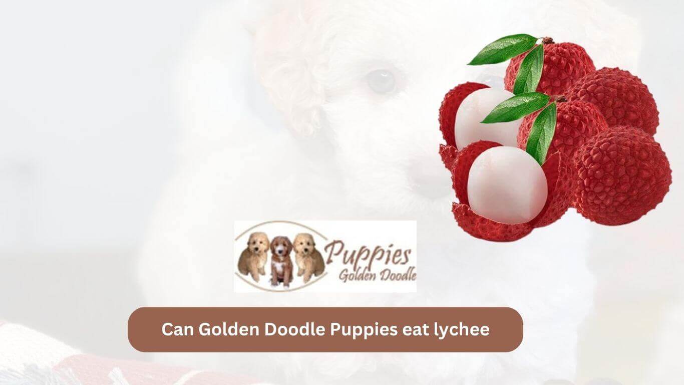 You are currently viewing Can Golden Doodle Puppies Eat Lychee? Unveiling the Facts and Considerations