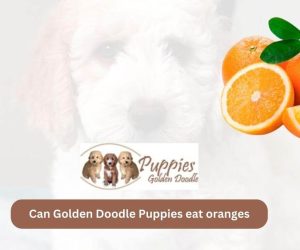 Can Golden Doodle Puppies Eat Oranges? Exploring Safety and Health Benefits