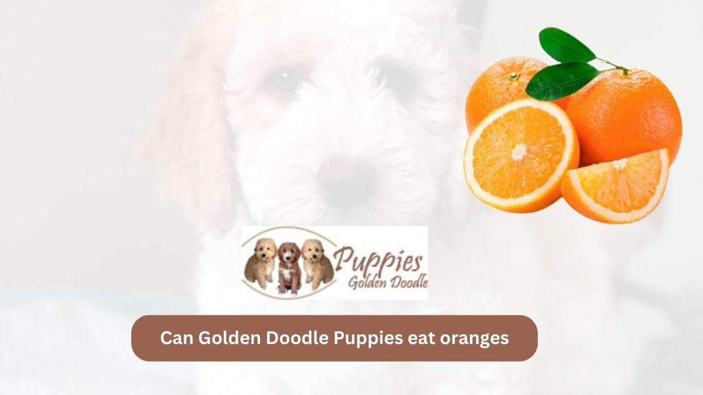 You are currently viewing Can Golden Doodle Puppies Eat Oranges? Exploring Safety and Health Benefits