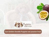 Can Golden Doodle Puppies Eat Passion Fruit? Unveiling the Facts and Considerations