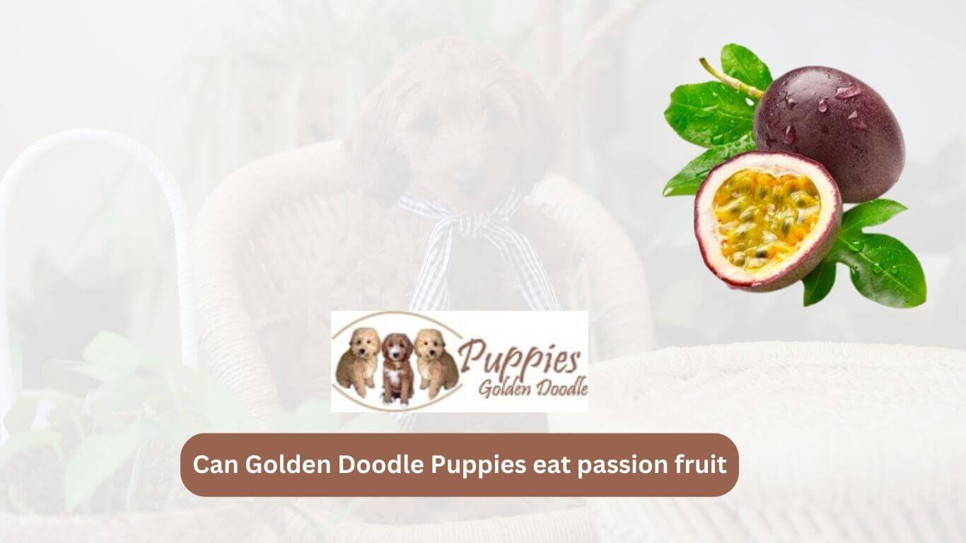 You are currently viewing Can Golden Doodle Puppies Eat Passion Fruit? Unveiling the Facts and Considerations