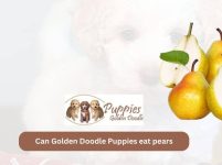 Can Golden Doodle Puppies Eat Pears? Exploring Safety and Health Benefits