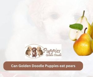 Can Golden Doodle Puppies Eat Pears? Exploring Safety and Health Benefits