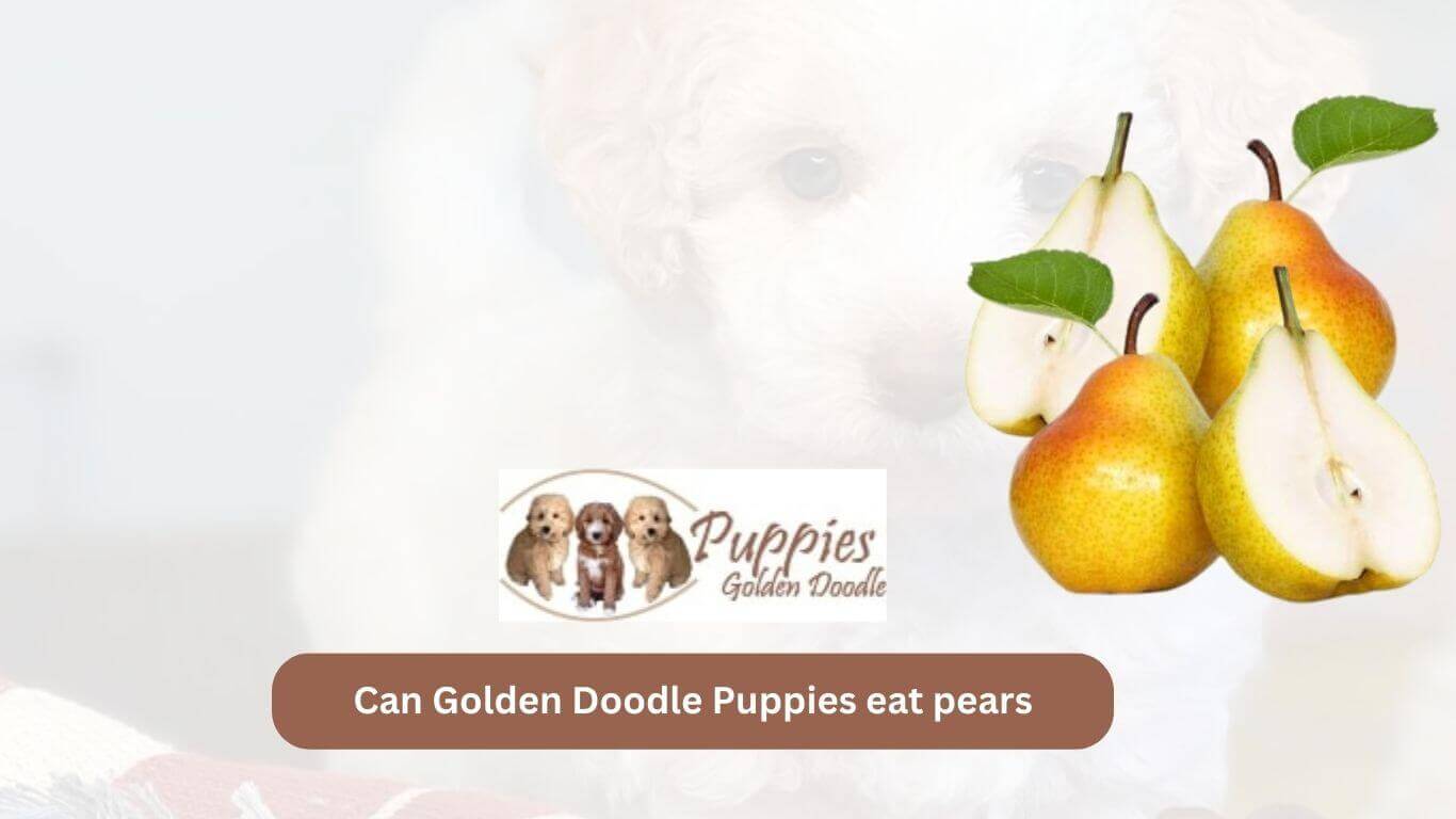 You are currently viewing Can Golden Doodle Puppies Eat Pears? Exploring Safety and Health Benefits