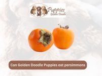 Can Golden Doodle Puppies Eat Persimmons? Exploring the Facts