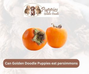 Can Golden Doodle Puppies Eat Persimmons? Exploring the Facts
