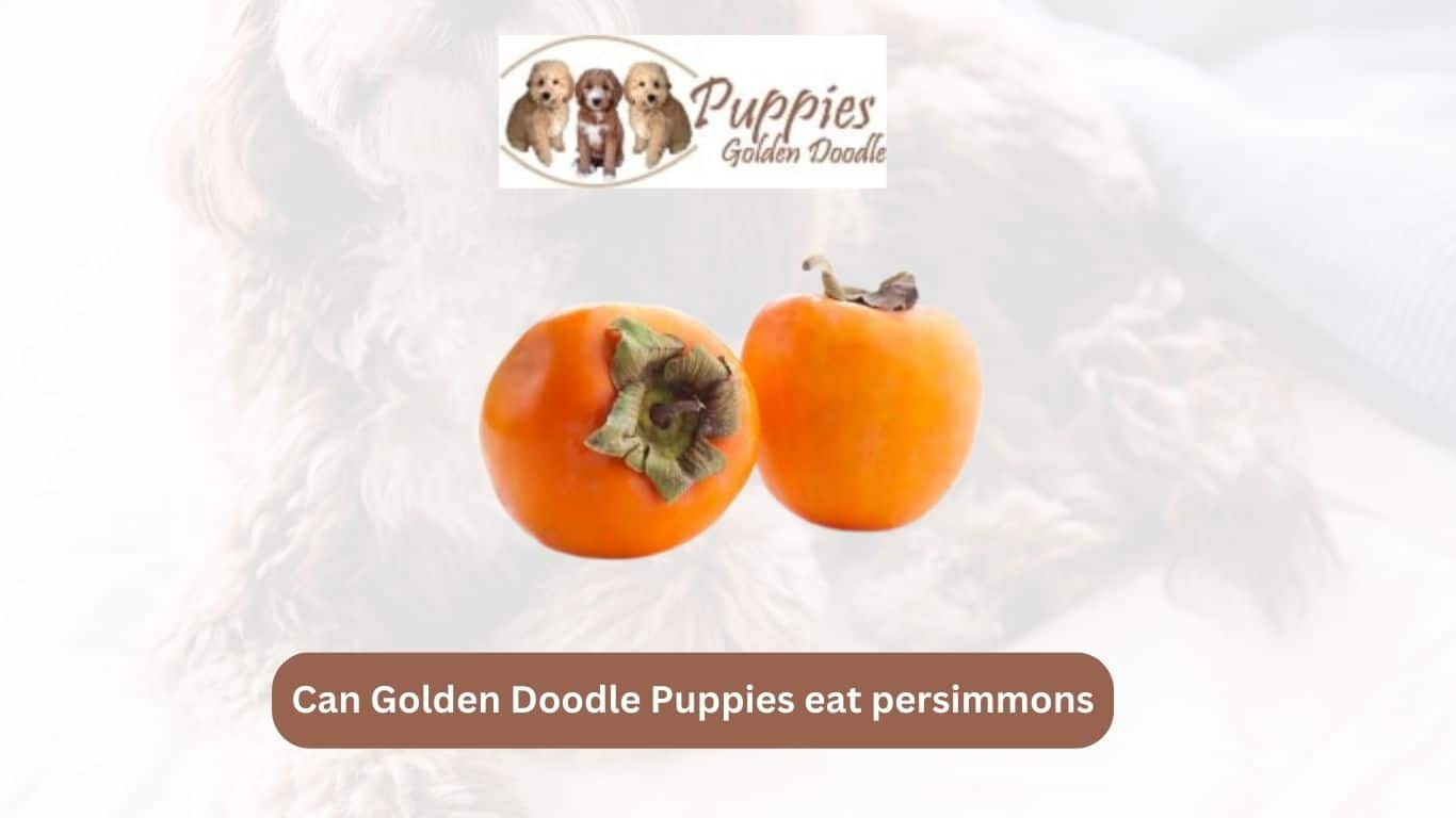 You are currently viewing Can Golden Doodle Puppies Eat Persimmons? Exploring the Facts