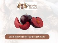 Can Golden Doodle Puppies Eat Plums? Unveiling the Facts