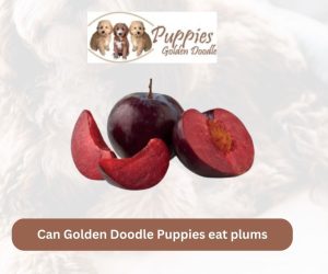 Can Golden Doodle Puppies Eat Plums? Unveiling the Facts