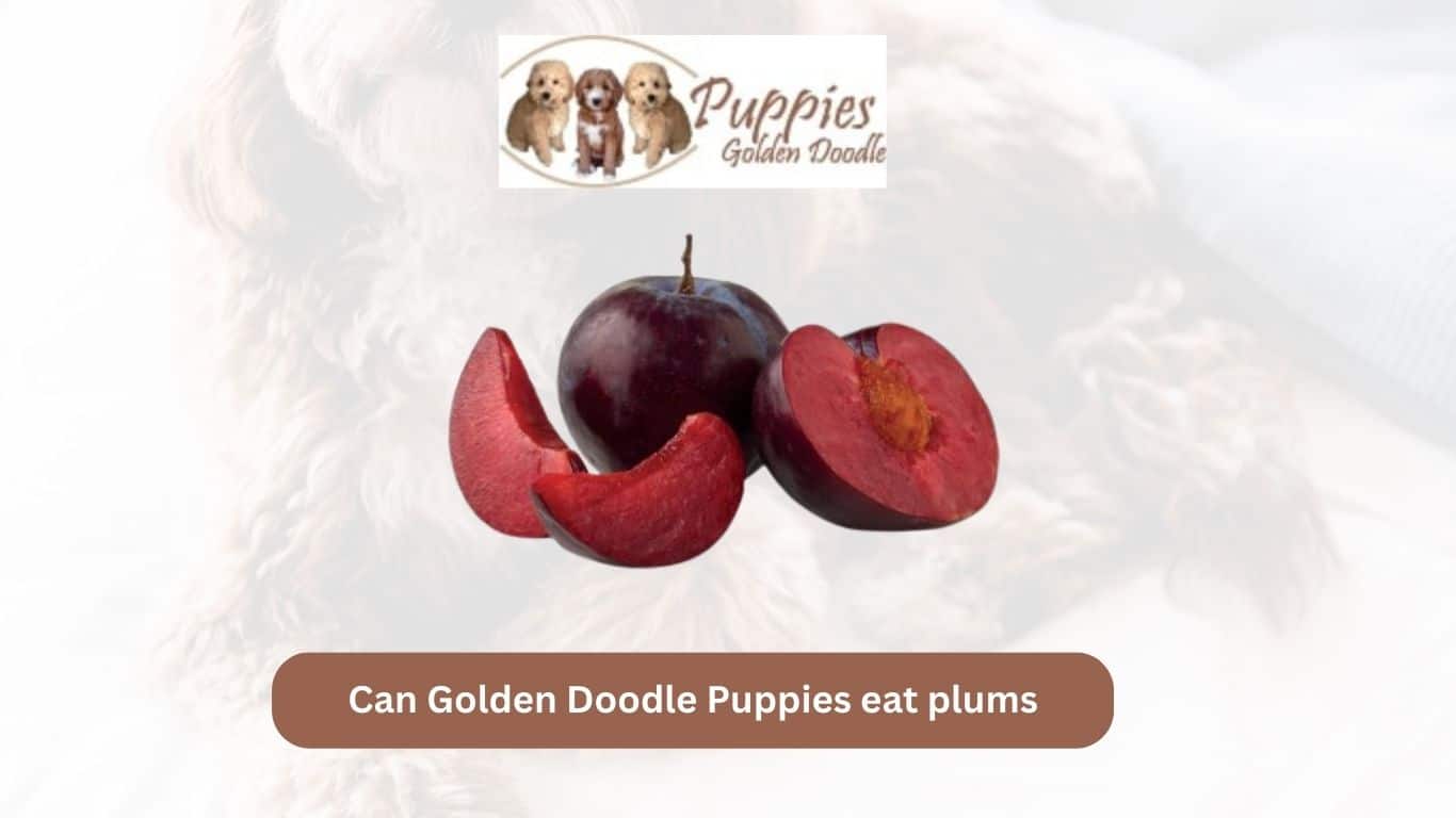 You are currently viewing Can Golden Doodle Puppies Eat Plums? Unveiling the Facts
