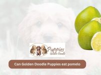 Can Golden Doodle Puppies Eat Pomelo? A Guide for Dog Owners