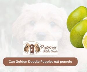 Can Golden Doodle Puppies Eat Pomelo? A Guide for Dog Owners
