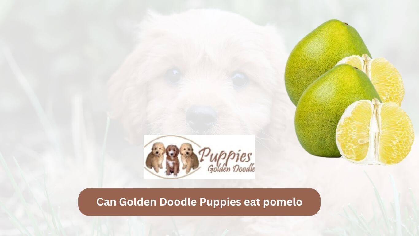 You are currently viewing Can Golden Doodle Puppies Eat Pomelo? A Guide for Dog Owners