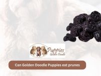 Can Golden Doodle Puppies Eat Prunes? Unveiling the Facts and Considerations