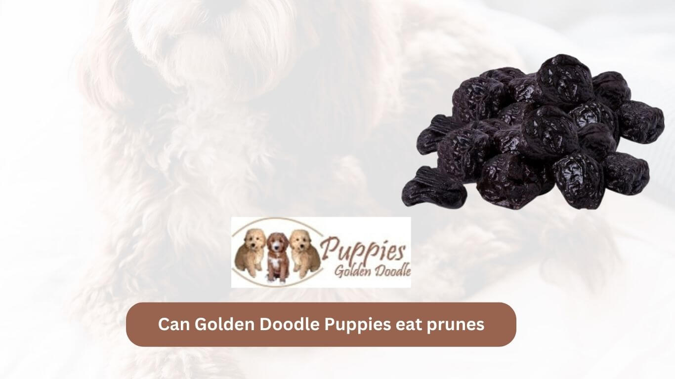 You are currently viewing Can Golden Doodle Puppies Eat Prunes? Unveiling the Facts and Considerations