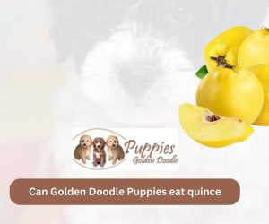 Can Golden Doodle Puppies Eat Quince? Exploring the Safety and Benefits