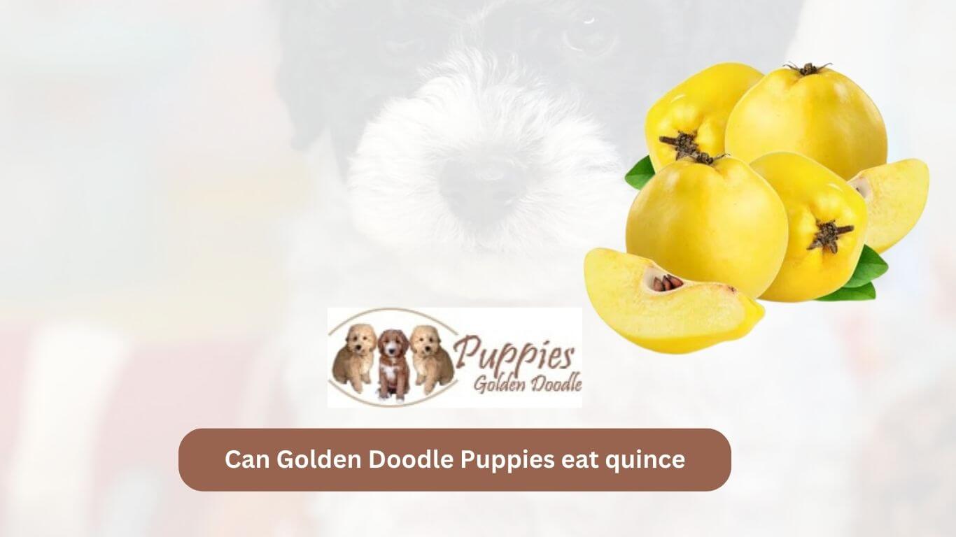 You are currently viewing Can Golden Doodle Puppies Eat Quince? Exploring the Safety and Benefits