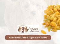 Can Golden Doodle Puppies Eat Raisins? Unveiling the Hidden Dangers