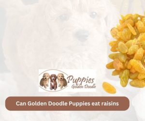Can Golden Doodle Puppies Eat Raisins? Unveiling the Hidden Dangers