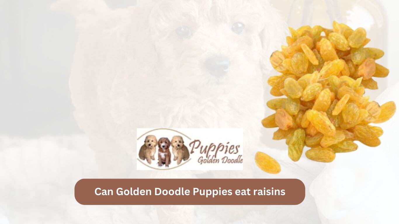 You are currently viewing Can Golden Doodle Puppies Eat Raisins? Unveiling the Hidden Dangers
