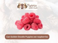 Can Golden Doodle Puppies Eat Raspberries? Unveiling the Truth