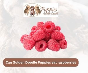 Can Golden Doodle Puppies Eat Raspberries? Unveiling the Truth