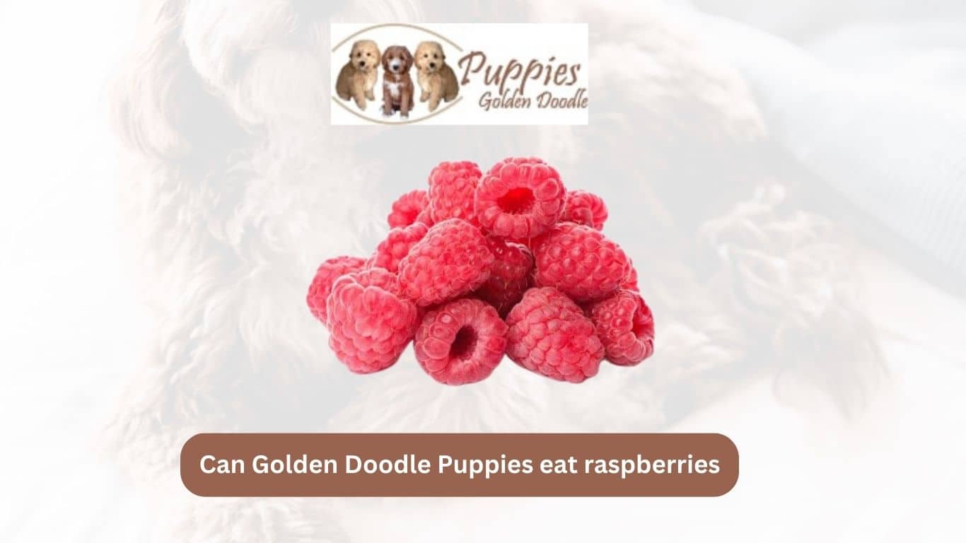 You are currently viewing Can Golden Doodle Puppies Eat Raspberries? Unveiling the Truth