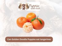 Can Golden Doodle Puppies Eat Tangerines? Unveiling the Facts