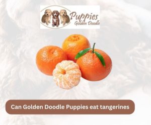 Can Golden Doodle Puppies Eat Tangerines? Unveiling the Facts