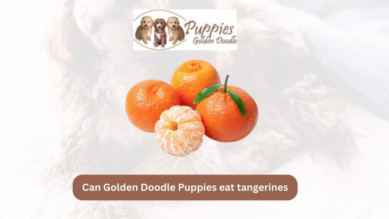 You are currently viewing Can Golden Doodle Puppies Eat Tangerines? Unveiling the Facts